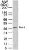 PNMA Family Member 2 antibody, PA1-41335, Invitrogen Antibodies, Western Blot image 