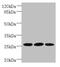 Placenta Expressed Transcript 1 antibody, CSB-PA851843HA01MO, Cusabio, Western Blot image 