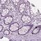 Chromogranin B antibody, HPA012602, Atlas Antibodies, Immunohistochemistry frozen image 