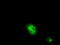 Lipase G, Endothelial Type antibody, TA501047, Origene, Immunofluorescence image 