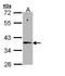 Napsin A Aspartic Peptidase antibody, GTX109006, GeneTex, Western Blot image 