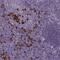 CD38 Molecule antibody, NBP2-38668, Novus Biologicals, Immunohistochemistry paraffin image 