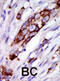 G Protein-Coupled Receptor Kinase 5 antibody, abx033112, Abbexa, Immunohistochemistry frozen image 