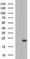 Leucine zipper and ICAT homologous domain-containing protein antibody, CF505939, Origene, Western Blot image 