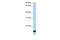 Putative zinc finger protein 826 antibody, PA5-69696, Invitrogen Antibodies, Western Blot image 