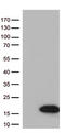 Diazepam Binding Inhibitor, Acyl-CoA Binding Protein antibody, TA813070S, Origene, Western Blot image 