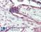 CD200 Molecule antibody, LS-B11639, Lifespan Biosciences, Immunohistochemistry frozen image 