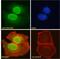 DS Cell Adhesion Molecule antibody, 45-499, ProSci, Enzyme Linked Immunosorbent Assay image 