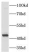 Phosphoglycerate Kinase 2 antibody, FNab06355, FineTest, Western Blot image 