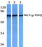 Protein Kinase C Delta antibody, A00822T505, Boster Biological Technology, Western Blot image 