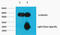 Tubulin Alpha 1a antibody, STJ96937, St John