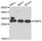 FKBP Prolyl Isomerase 3 antibody, STJ28987, St John