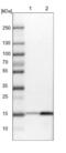 Glycine Cleavage System Protein H antibody, NBP1-85842, Novus Biologicals, Western Blot image 