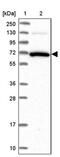Guanylate Binding Protein 2 antibody, PA5-60078, Invitrogen Antibodies, Western Blot image 