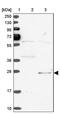 SPC24 Component Of NDC80 Kinetochore Complex antibody, PA5-62352, Invitrogen Antibodies, Western Blot image 
