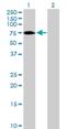 Zinc Finger Protein 189 antibody, H00007743-B01P, Novus Biologicals, Western Blot image 