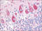Dual Specificity Phosphatase 23 antibody, AP07002PU-N, Origene, Immunohistochemistry paraffin image 