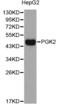 Phosphoglycerate Kinase 2 antibody, STJ26532, St John