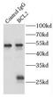 EPF antibody, FNab00840, FineTest, Immunoprecipitation image 
