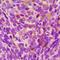 Gonadotropin Releasing Hormone 1 antibody, LS-C667821, Lifespan Biosciences, Immunohistochemistry paraffin image 