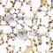 Chromobox 5 antibody, A1098, ABclonal Technology, Immunohistochemistry paraffin image 