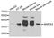 Afar antibody, LS-C409730, Lifespan Biosciences, Western Blot image 