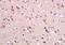 RasGEF Domain Family Member 1A antibody, orb101294, Biorbyt, Immunohistochemistry paraffin image 