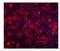 EGFR antibody, A00023-4, Boster Biological Technology, Immunofluorescence image 