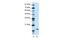 Down-Regulator Of Transcription 1 antibody, PA5-41427, Invitrogen Antibodies, Western Blot image 