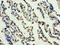 OGN antibody, A57045-100, Epigentek, Immunohistochemistry paraffin image 