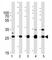 Succinate Dehydrogenase Complex Iron Sulfur Subunit B antibody, F52394-0.4ML, NSJ Bioreagents, Western Blot image 