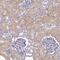 Family With Sequence Similarity 83 Member E antibody, PA5-61928, Invitrogen Antibodies, Immunohistochemistry frozen image 