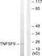 TNF Superfamily Member 9 antibody, abx013485, Abbexa, Western Blot image 