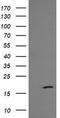 Growth Arrest And DNA Damage Inducible Gamma antibody, LS-C174331, Lifespan Biosciences, Western Blot image 