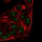 CXXC Repeat Containing Interactor Of PDZ3 Domain antibody, HPA046080, Atlas Antibodies, Immunofluorescence image 