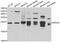 RAS Related 2 antibody, orb247787, Biorbyt, Western Blot image 