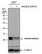 High Mobility Group Box 2 antibody, PA5-78005, Invitrogen Antibodies, Western Blot image 