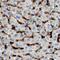 Mannose Receptor C-Type 1 antibody, MAB25341, R&D Systems, Immunohistochemistry frozen image 