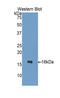 C-C Motif Chemokine Ligand 2 antibody, LS-C300581, Lifespan Biosciences, Western Blot image 