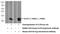 Interleukin 36 Gamma antibody, 24723-1-AP, Proteintech Group, Western Blot image 