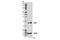 Proteasome Maturation Protein antibody, 15141S, Cell Signaling Technology, Western Blot image 