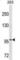 OTU domain-containing protein 7A antibody, abx030092, Abbexa, Western Blot image 