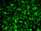 Replication Protein A3 antibody, LS-C749072, Lifespan Biosciences, Immunofluorescence image 