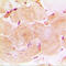 Troponin I3, Cardiac Type antibody, LS-C352958, Lifespan Biosciences, Immunohistochemistry paraffin image 