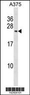 RNA Polymerase II Subunit G antibody, 60-935, ProSci, Western Blot image 