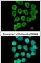RELT TNF Receptor antibody, PA5-21563, Invitrogen Antibodies, Immunofluorescence image 