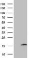 Ubiquitin A-52 Residue Ribosomal Protein Fusion Product 1 antibody, LS-C339439, Lifespan Biosciences, Western Blot image 