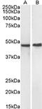 Neuropeptide Y Receptor Y4 antibody, CL8841AP, Cedarlane Labs, Western Blot image 