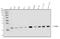 Vesicle Associated Membrane Protein 4 antibody, A05647-2, Boster Biological Technology, Western Blot image 