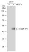 Nuclear Receptor Subfamily 2 Group F Member 1 antibody, GTX114835, GeneTex, Western Blot image 